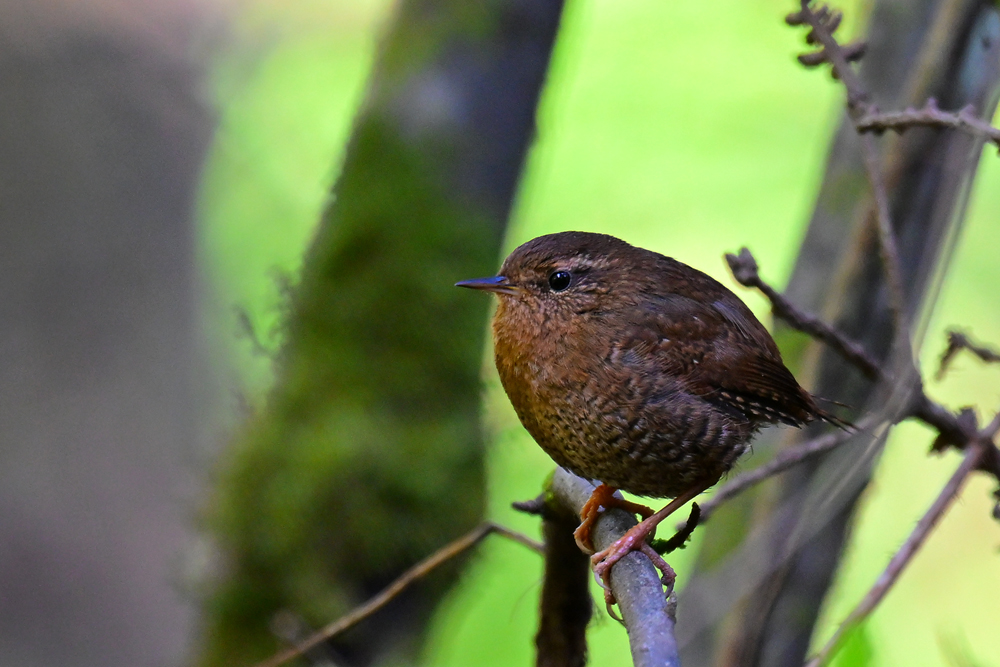 Pacific Wren Pacific Wren